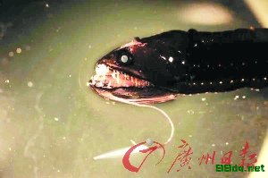 吞食垃圾的鱼 吞食垃圾的鱼