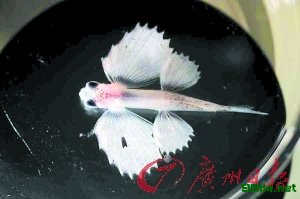垃圾堆里偷生的生物。 垃圾堆里偷生的生物。
